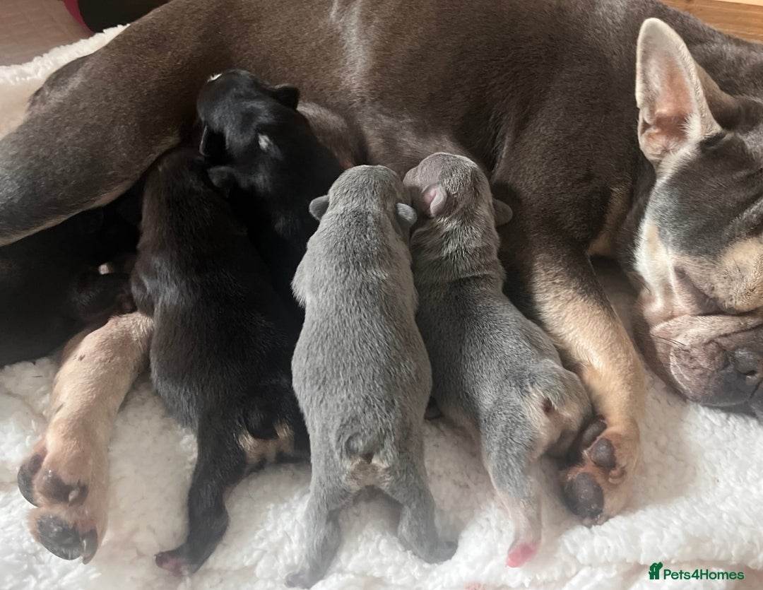 French Bulldog dogs for sale: 🩷5 French bulldog pups for sale🩷 - Image 12