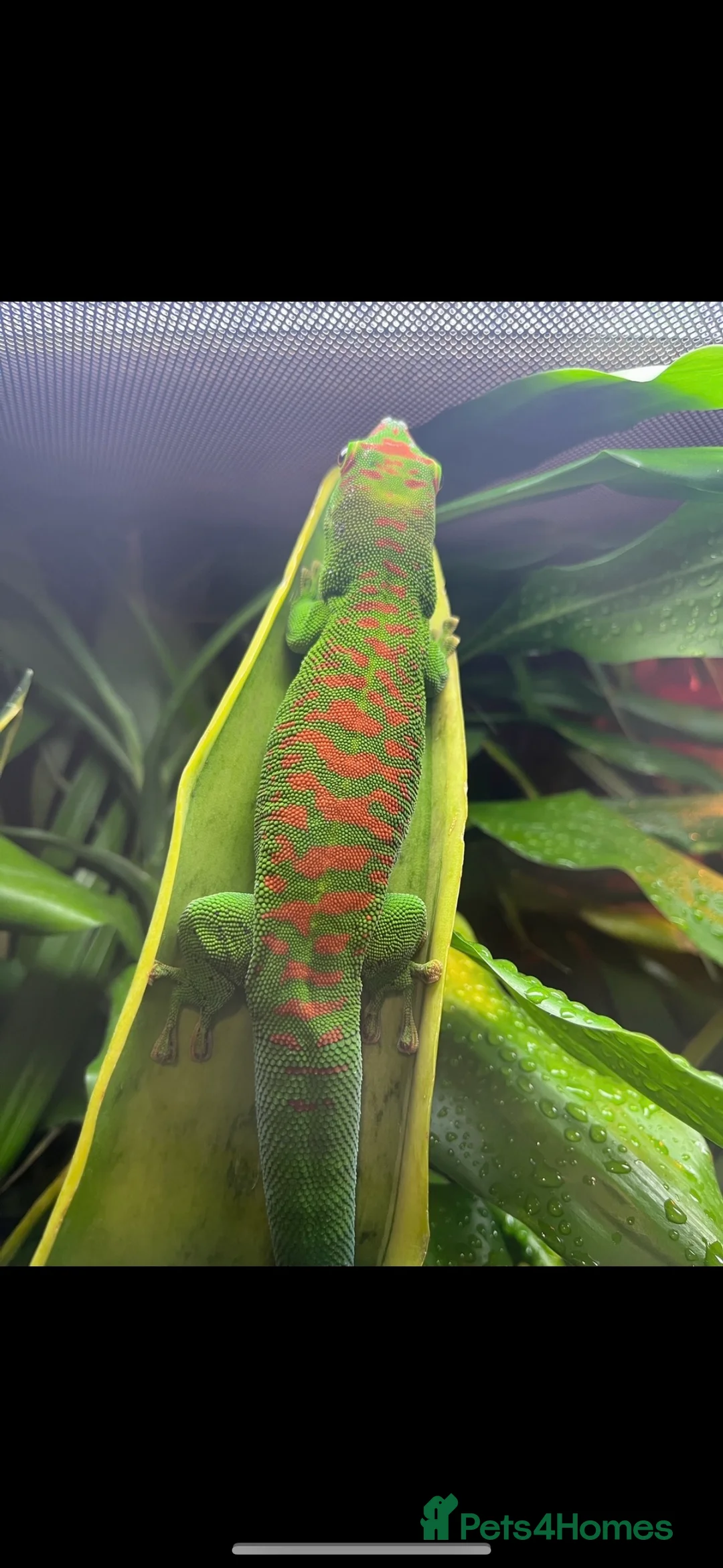 Gecko reptiles for sale: High red Giant Day Gecko (phelsuma grandis) - Advert 3