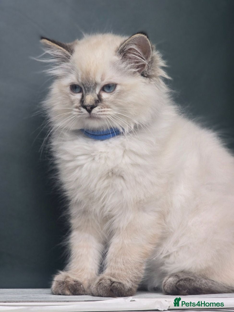 Ragdoll cats 💙🐾 2 Stunning TICA Ragdoll Boys 🐾💚 - Advert 2