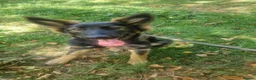 German Shepherd dogs for sale: Beautiful 6 month female german shepherd puppy in Witney - Advert 4