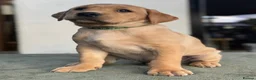 Labrador Retriever dogs for sale: KC reg health tested 2 left in Ashtead - Advert 3