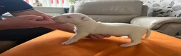 English Bull Terrier dogs for sale: beautiful KC registered bull terrier pups - Advert 16