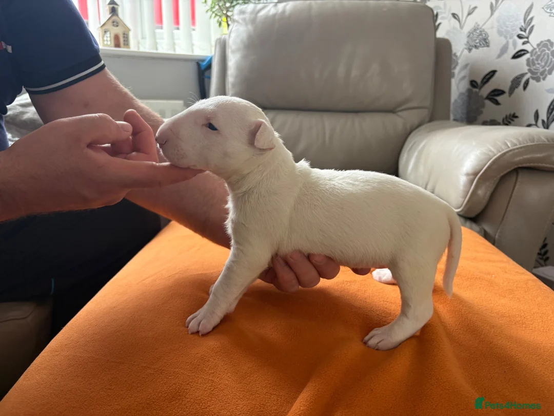 English Bull Terrier dogs for sale: beautiful KC registered bull terrier pups - Advert 16