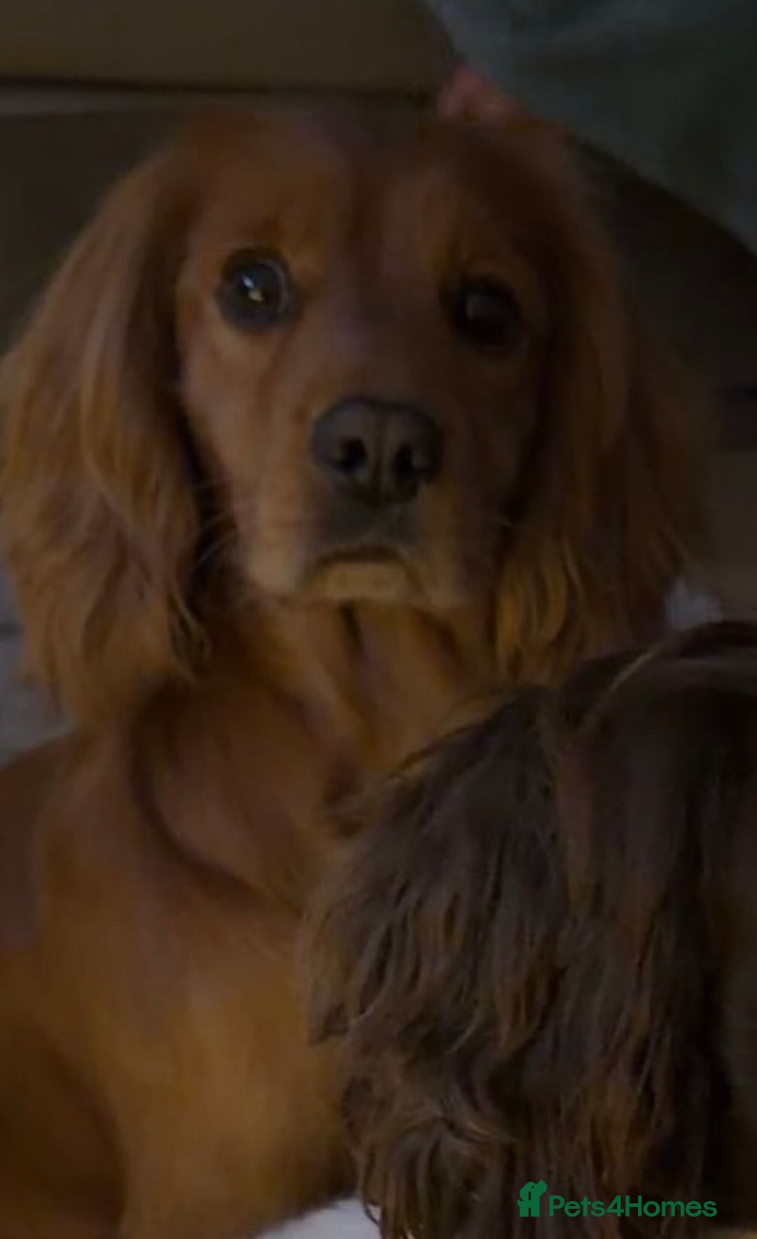 Cocker Spaniel dogs for sale: Cocker spaniel  - Advert 4