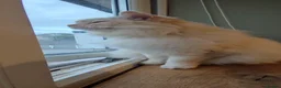 Ragdoll cats for sale: Ragdoll in need of a new home - Advert 25