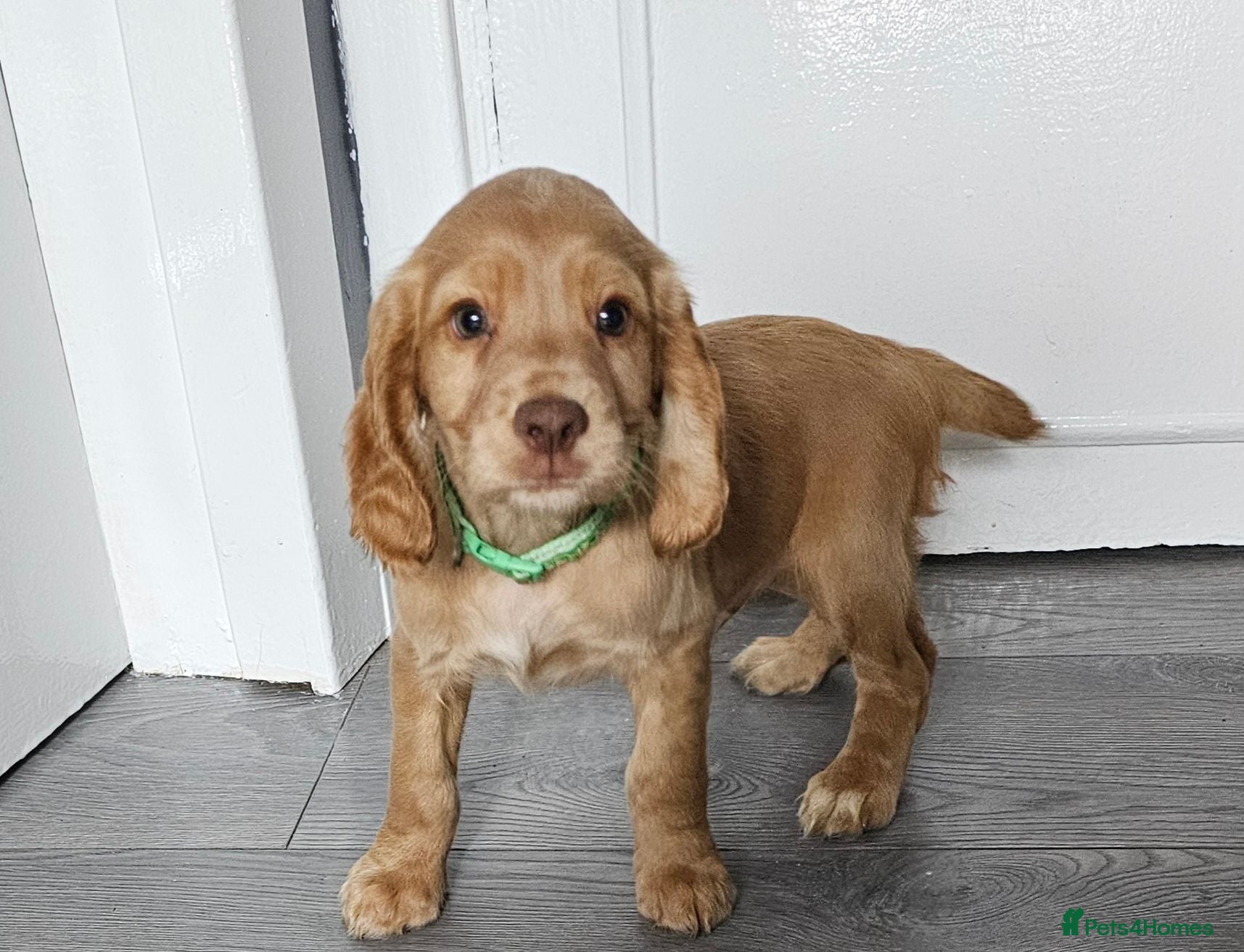 Cocker Spaniel dogs 1  kc registered working cocker spaniels - Advert 12