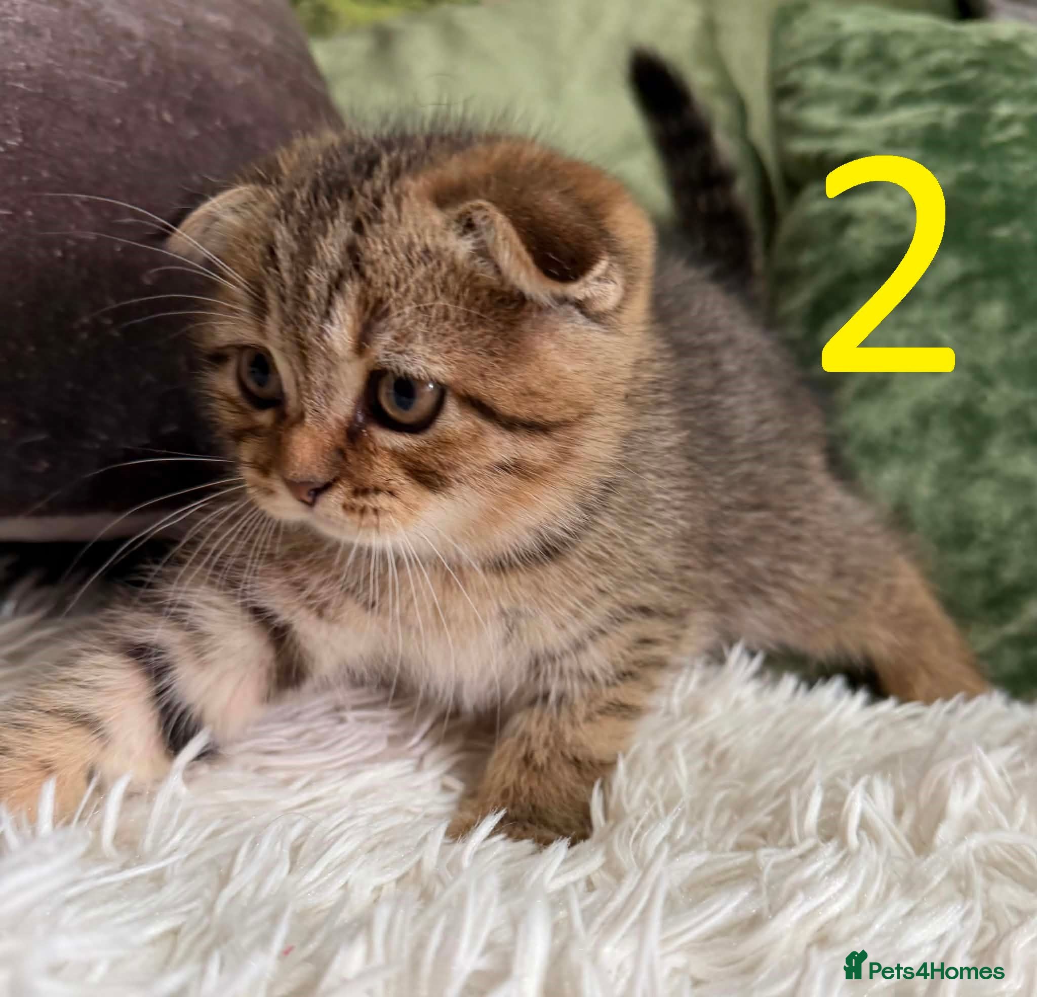 Scottish Fold cats 5 kittens  - Advert 1