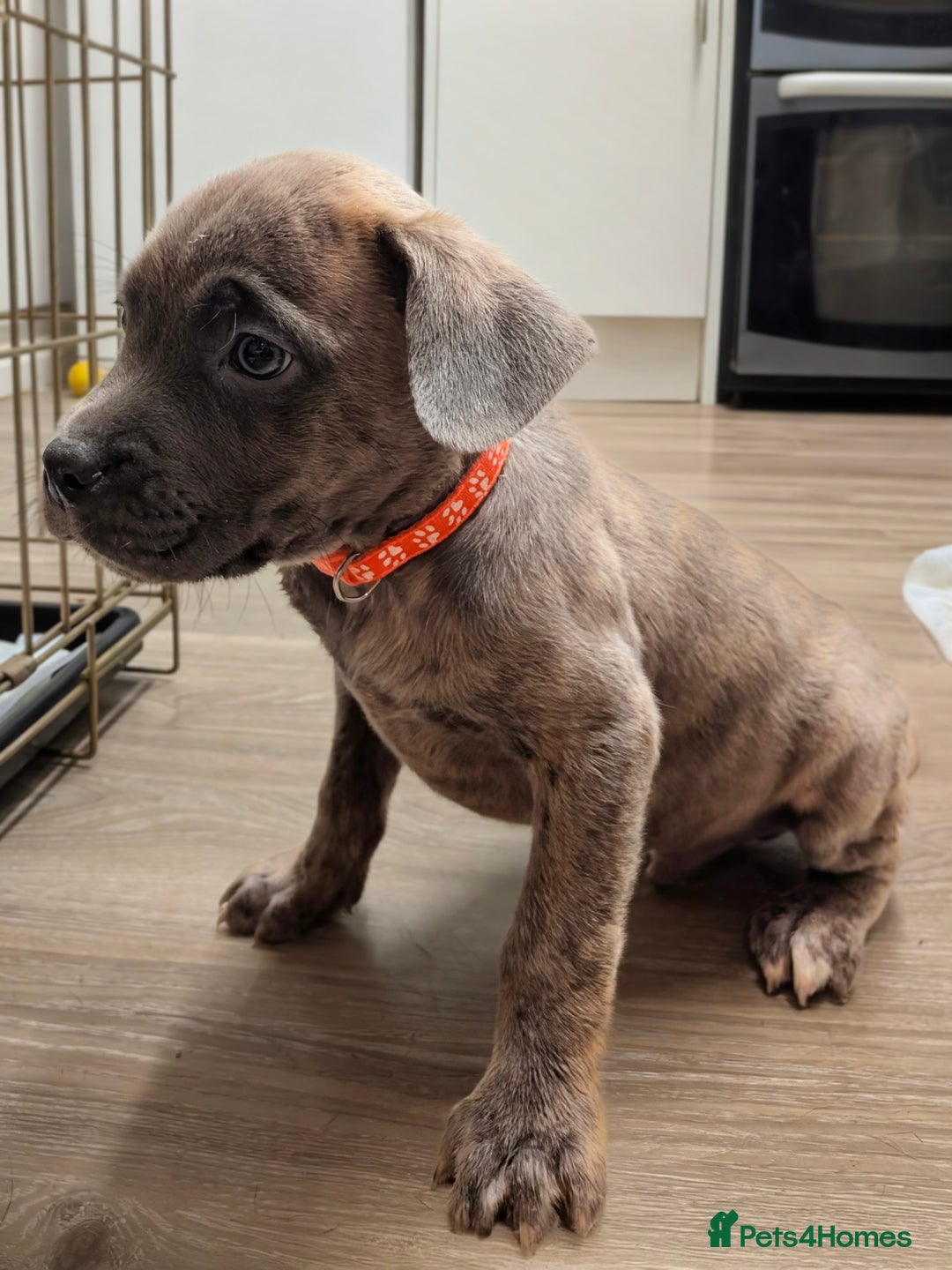 Mixed Breed dogs for sale: F1 MASTADOR PUPPIES FOR SALE  - Advert 1