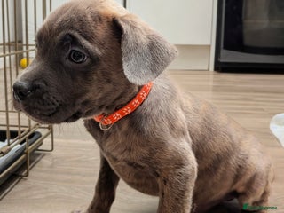 Mixed Breed dogs F1 MASTADOR PUPPIES FOR SALE - Advert 1