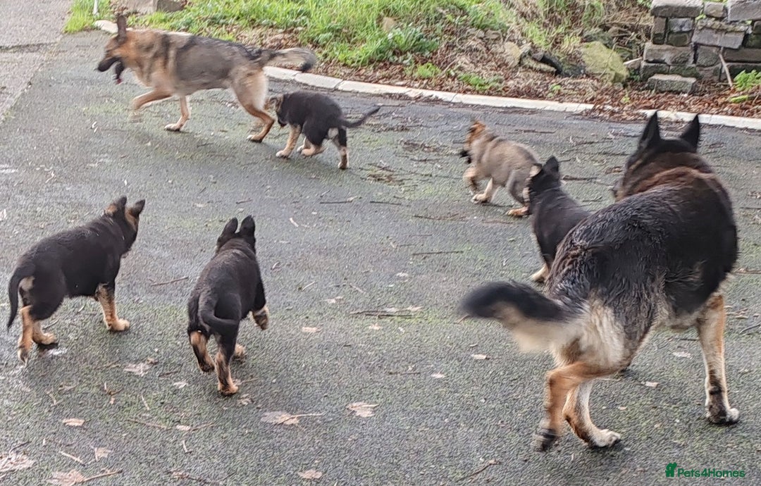 German Shepherd dogs for sale: German Shepherd Puppies - Advert 10