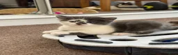 Mixed Breed cats for sale: 4 Kittens – Available 1st August | 3 Boys & 1 Girl in Melksham - Advert 10
