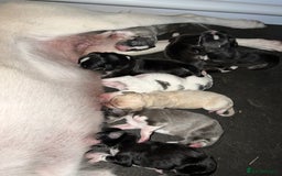 Saluki dogs for sale: ✨Exceptional Saluki Puppies from Iranian Imports✨ - Image 5