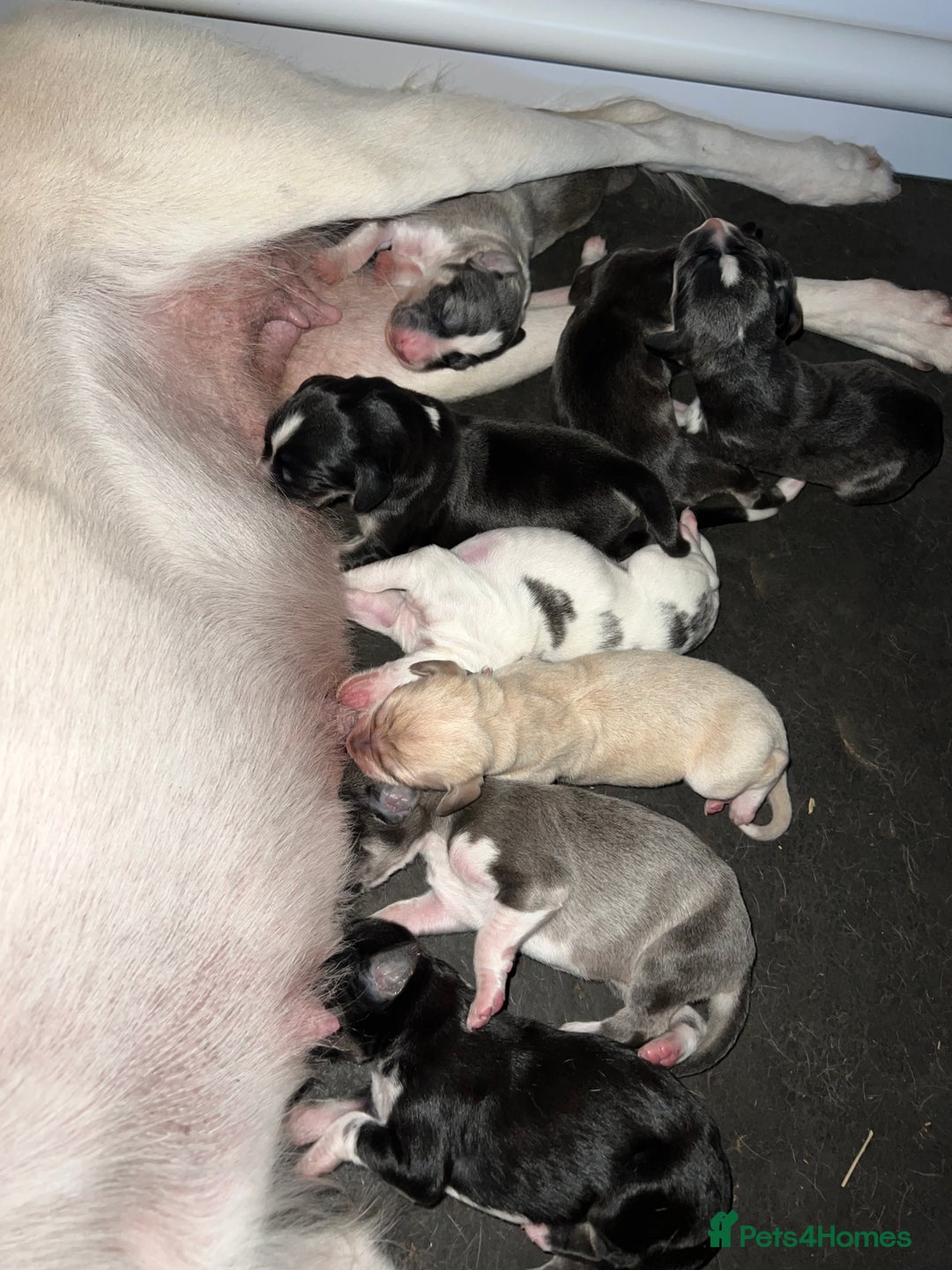 Saluki dogs for sale: ✨Exceptional Saluki Puppies from Iranian Imports✨ - Image 5