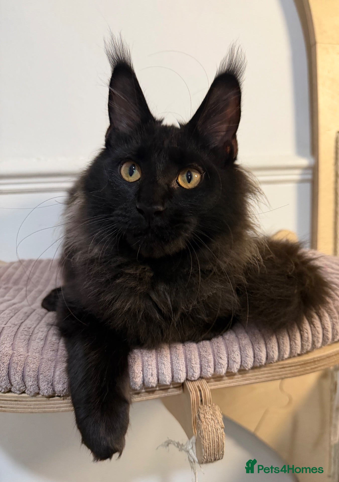 Maine Coon cats Stunning solid black female Maine Coon - Advert 2
