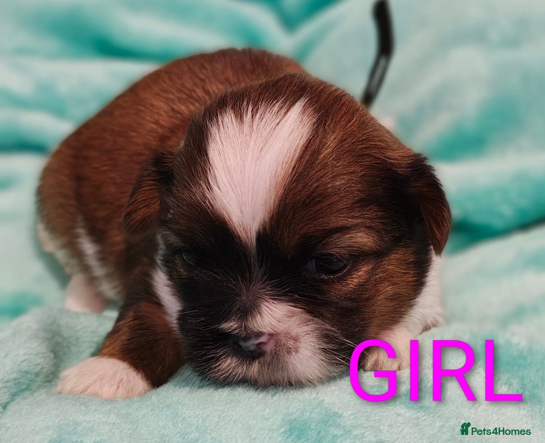 Shih Tzu dogs for sale: ⭐Gorgeous Shih Tzu puppies⭐ - Advert 2