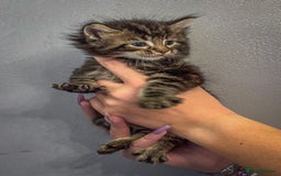 Maine Coon cats for sale: Full breed Mainecoon kittens ready 29th September  - Image 16