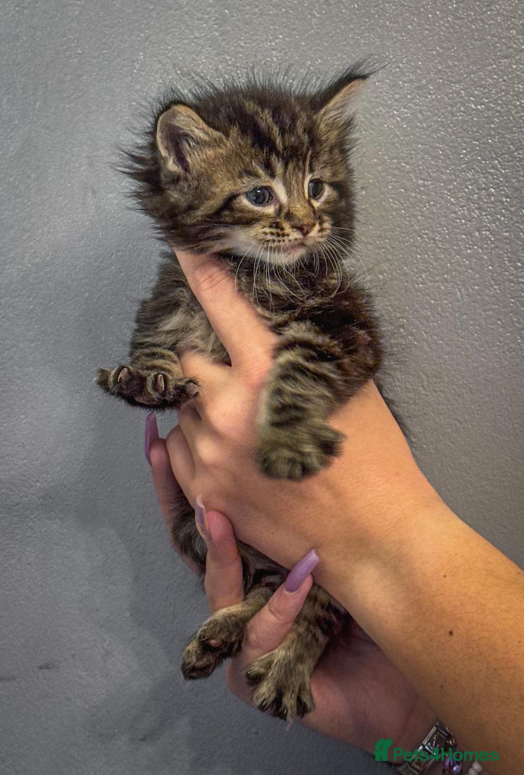 Maine Coon cats for sale: Full breed Mainecoon kittens ready 29th September  - Image 16