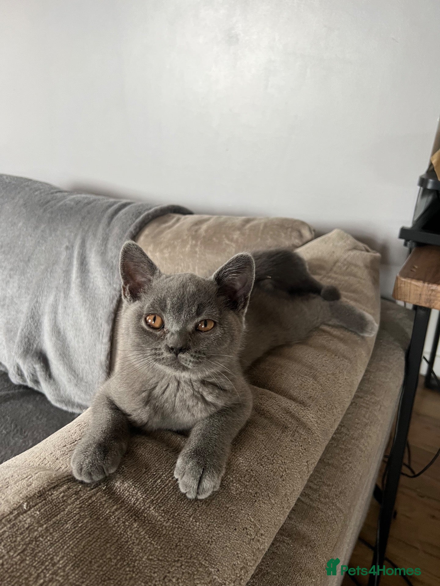 British Shorthair cats Beautiful British Shorthair Kittens - Advert 2