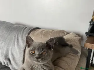 British Shorthair cats Beautiful British Shorthair Kittens - Advert 2