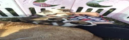 Border Collie dogs for sale: Border Collie puppies for sale in Crediton - Advert 10