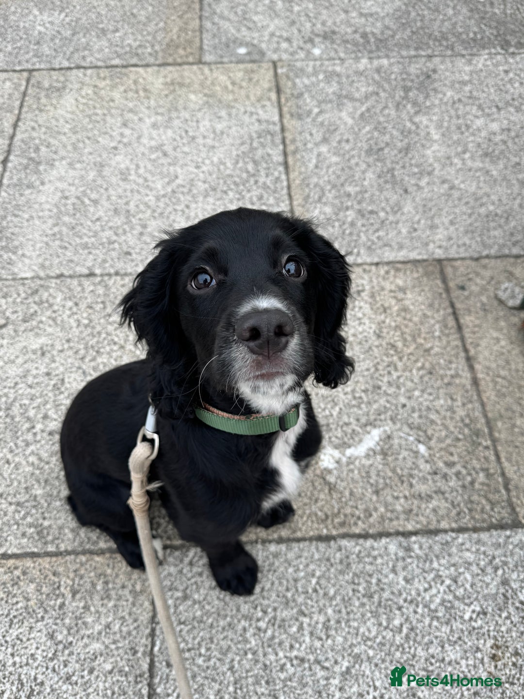 Cocker Spaniel dogs for sale:  6 month old Cocker spaniel (Albie) - Image 6
