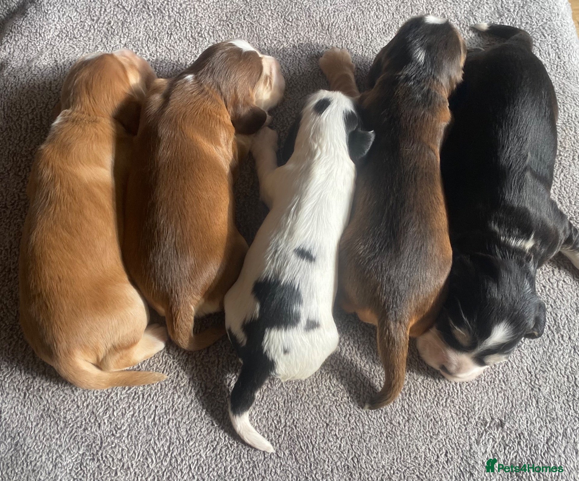 Cocker Spaniel dogs Show Type Cocker Spaniel Puppies - Advert 1