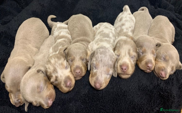 Miniature Dachshund dogs - Advert 7