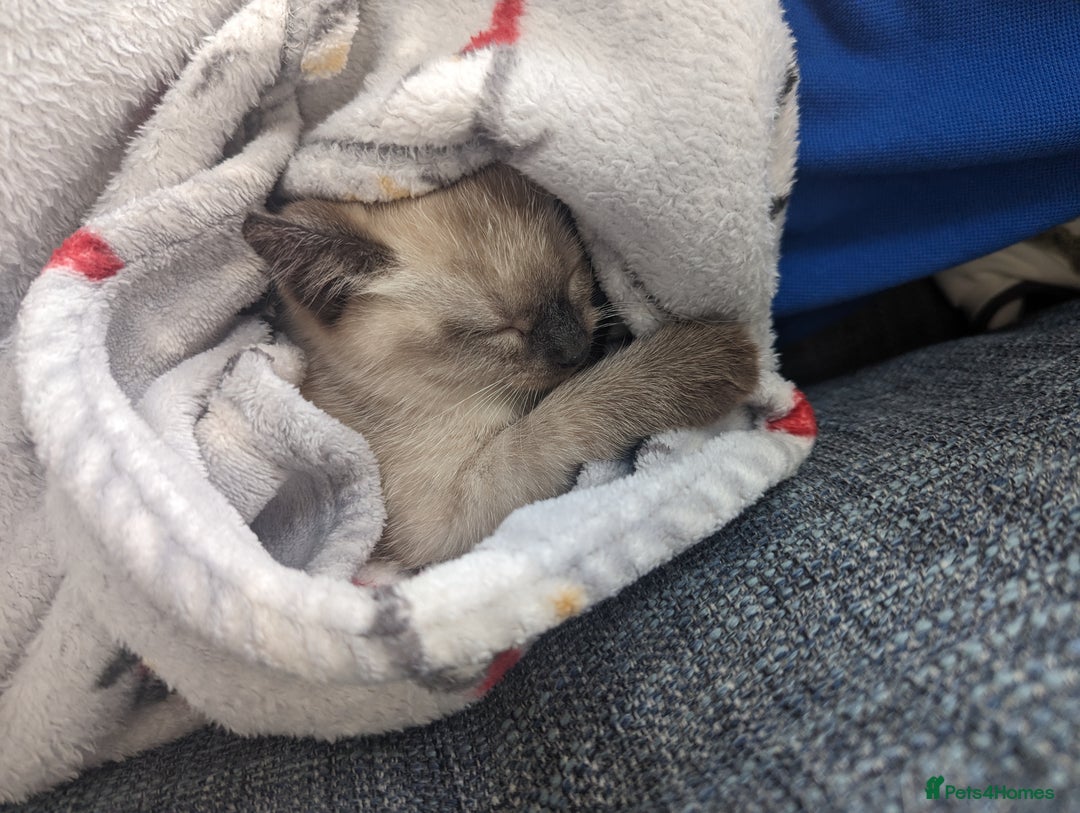 Siamese cats for sale: Beautiful, gentle 2 year old cat for rehoming  - Image 4