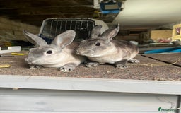 Rex rabbits for sale: Mini Rex does  - Image 1