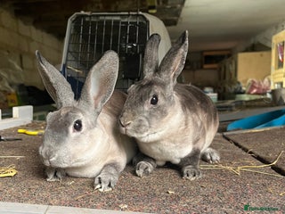 Rex rabbits - Advert 15