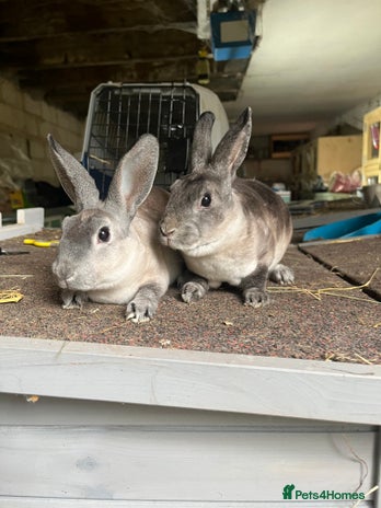 Rex rabbits - Advert 16