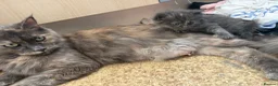 Maine Coon cats for sale: 3/4 Maine coon kittens  - Advert 14