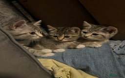 Mixed Breed cats for sale: Kittens  - Image 12
