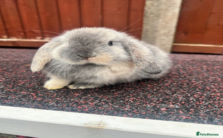 Mini Lop rabbits - Advert 4