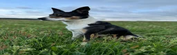Border Collie dogs for sale: 7 tri color short hair collies from working parent in Hexham - Advert 3