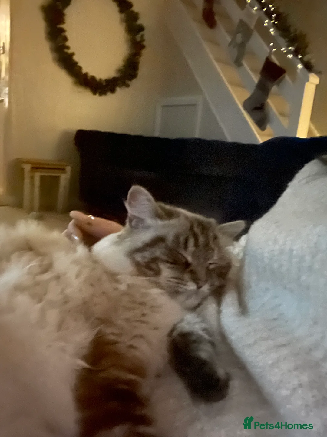 Mixed Breed cats for stud: Looking for a ragdoll stud  - Advert 2