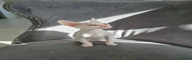 Cornish Rex 1