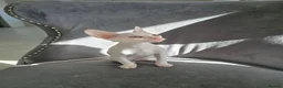 Cornish Rex cats for sale: Cornish Rex  - Advert 5