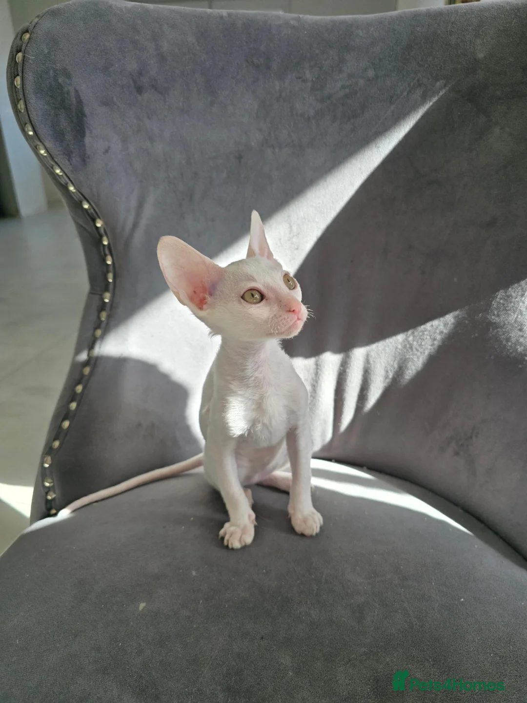 Cornish Rex cats for sale: Cornish Rex  - Advert 5