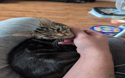 Mixed Breed cats for sale: 1 x tabby girl 1 x ginger and white boy - Image 4