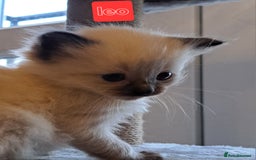 Ragdoll cats for sale: Ragdoll babies very affectionate  - Image 12
