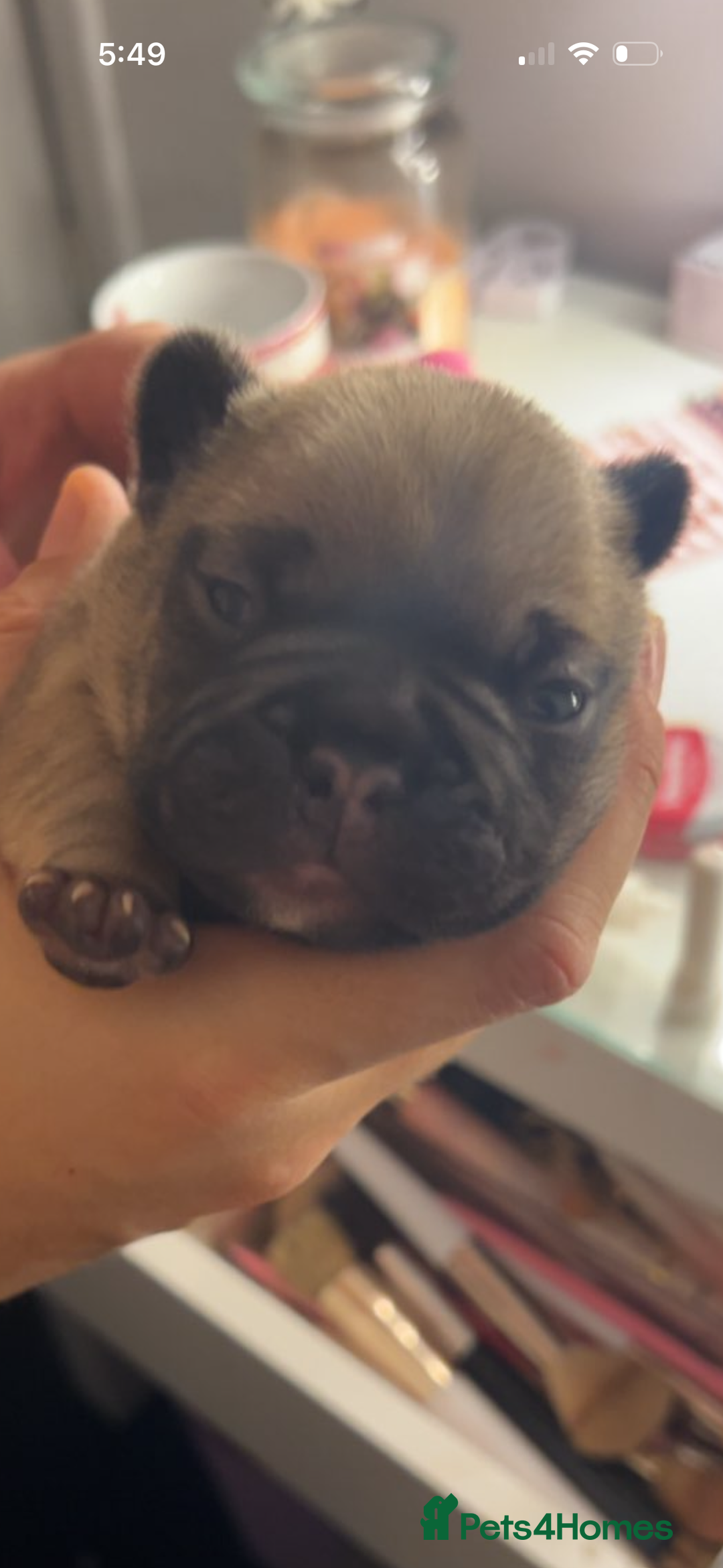 French Bulldog dogs for sale: French Bulldog Puppies PET PRICED  - Advert 13
