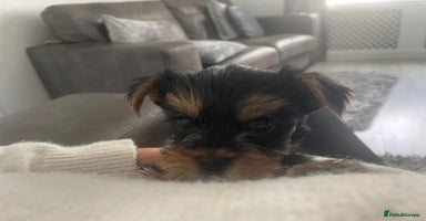 Yorkshire Terrier dogs - Advert 1