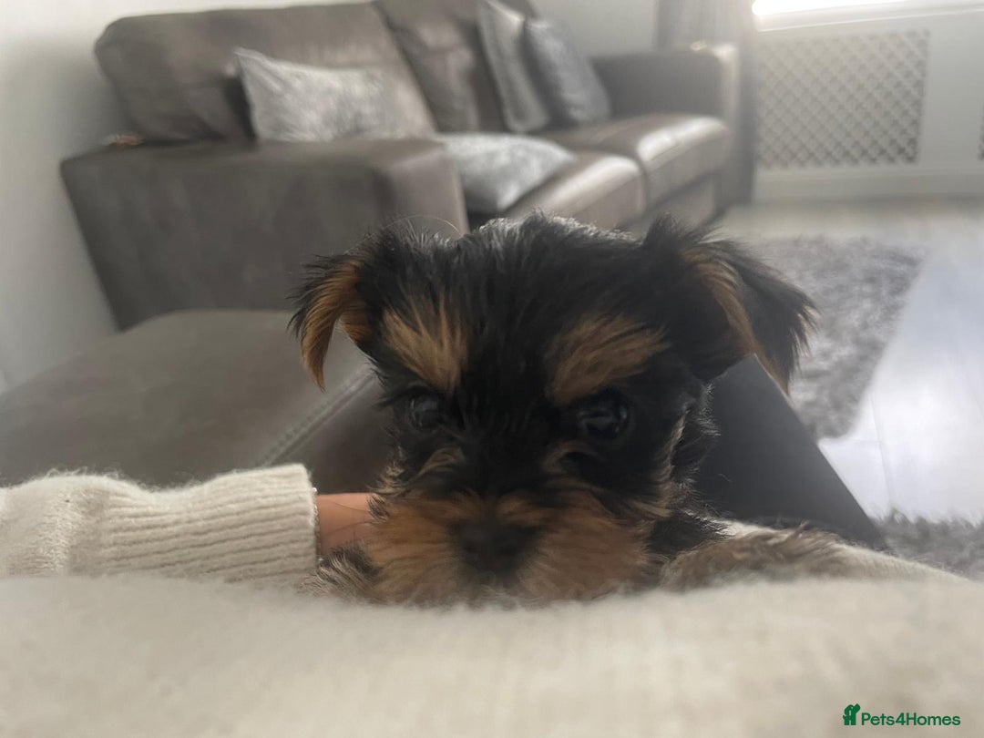 Yorkshire Terrier dogs for sale: beautiful yorkshire puppy’s  - Image 2