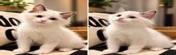 Ragdoll cats for sale: Chunky TICA Registered ragdoll Kittens  - Advert 11