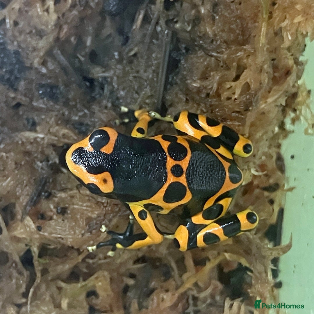Frog reptiles for sale: Bumble bee dart frogs x3 - Image 2