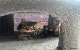 Mixed Breed cats for sale: Adorable kittens looking for their forever home 🐾 - Image 15