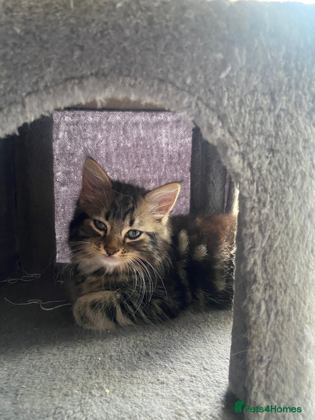 Mixed Breed cats for sale: Adorable kittens looking for their forever home 🐾 - Image 15