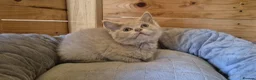 British Shorthair cats for sale: Ragdoll x bsh - Advert 4