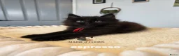 Maine Coon cats for sale: Maine coon kittens - Advert 23